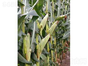 ������801-���׷N��-���r(n��ng)�Ƽ�