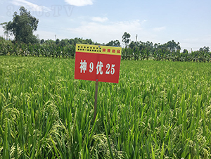 ��9��(y��u)25�����샞(y��u)�|(zh��)����-ˮ���N��-���r(n��ng)�Ƽ�