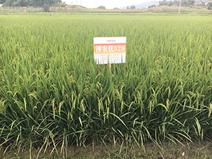 ���r(n��ng)5��(y��u)28���߳����ʃ�(y��u)�|(zh��)����-ˮ���N��-���r(n��ng)�Ƽ�