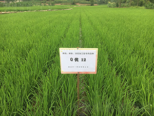 Q��(y��u)12���׷ۼӹ�����-ˮ���N��-���r(n��ng)�Ƽ�