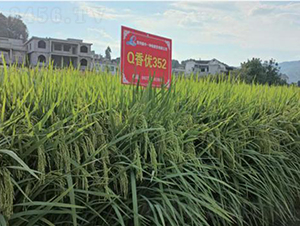 Q�マ(y��u)352-ˮ���N��-���r(n��ng)�Ƽ�