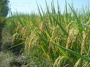 �׃�(y��u)5431���߮a(ch��n)��������(y��u)�|(zh��)Ʒ�N��-ˮ���N��-���r(n��ng)�Ƽ�