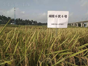 �}Ŵ6��(y��u)6̖(h��o)-ˮ���N��-���r(n��ng)�Ƽ�