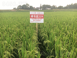 ���r(n��ng)��(y��u)228�����ҽ𪄵���-ˮ���N��-���r(n��ng)�Ƽ�