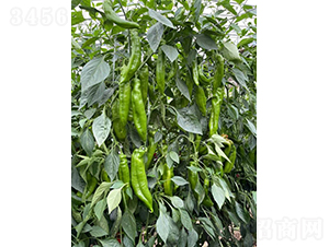 �����517-�����N��-�͝�(r��n)�r(n��ng)�I(y��)