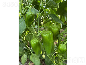 �躮-�����N��-�͝�(r��n)�r(n��ng)�I(y��)