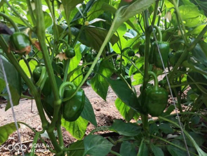 SV3964PB-�����N��-�͝�(r��n)�r(n��ng)�I(y��)