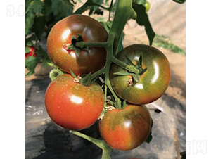 ��ݮ����-���ѷN��-�͝��r�I(y��)