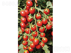 �hķ1507-���ѷN��-�͝��r�I(y��)