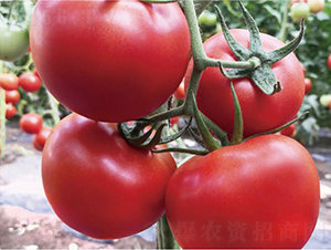 �hķ�t�\5̖-���ѷN��-�͝��r�I(y��)