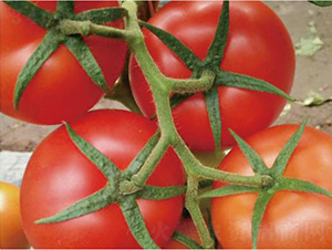 ����˹-���ѷN��-�͝��r�I(y��)