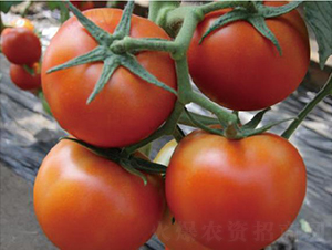 ˼ؐ��-���ѷN��-�͝��r�I(y��)