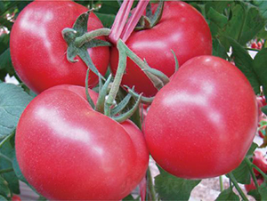 �hķ��̖-���ѷN��-�͝��r�I(y��)