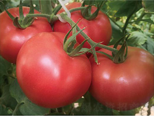 ̩��509-���ѷN��-�͝��r�I(y��)