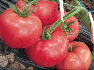 �hķ1355-���ѷN��-�͝��r�I(y��)