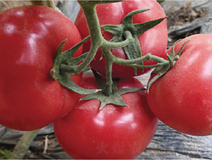 �hķ1300-���ѷN��-�͝��r�I(y��)