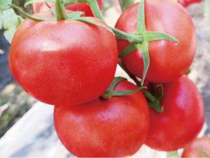 �hķ1313-���ѷN��-�͝��r�I(y��)