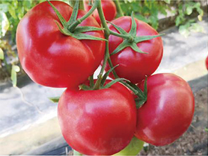 ������2137-���ѷN��-�͝��r�I(y��)