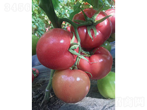 �hķ059-���ѷN��-�͝��r�I(y��)