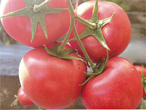 �hķ1391-���ѷN��-�͝��r�I(y��)