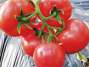 �hķ1377-���ѷN��-�͝��r�I(y��)