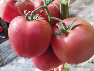 �hķ1157-���ѷN��-�͝��r�I(y��)