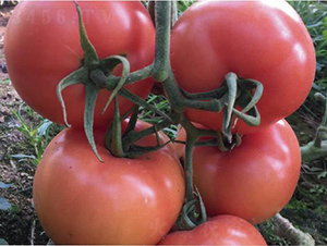 ̩��508-���ѷN��-�͝��r�I(y��)