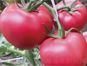 ������1039-���ѷN��-�͝�(r��n)�r(n��ng)�I(y��)