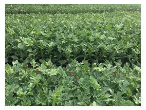 �����N��-���S�r(n��ng)�I(y��)