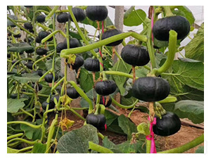 �ϹϷN��-ؐؐ�Ϲ�-���S�r(n��ng)�I(y��)