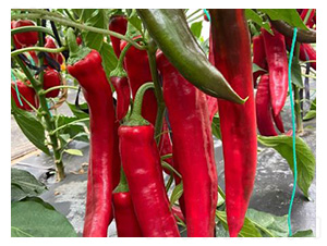 �����N��-�t�⽷-���S�r(n��ng)�I(y��)