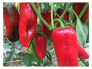 �����N��-�t�ݽ�-���S�r(n��ng)�I(y��)