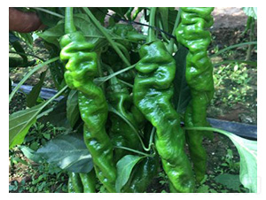 �����N��-�]��-���S�r(n��ng)�I(y��)