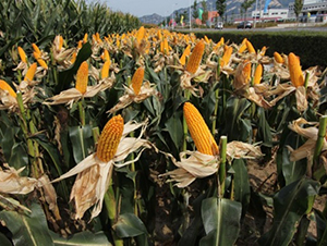 ����99-���׷N��-�Ǻ�����N�I(y��)