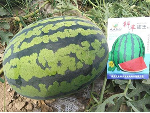 ���S����-���ϷN��-���S�N�I(y��)