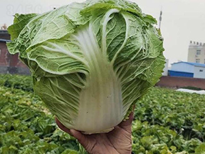 �ذ�2̖(h��o)-�ײ˷N��-���S�N�I(y��)