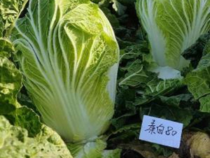 �ذ�80-�ײ˷N��-���S�N�I(y��)