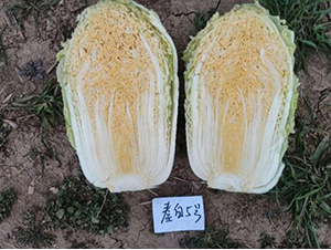 �ذ�5̖(h��o)-�ײ˷N��-���S�N�I(y��)