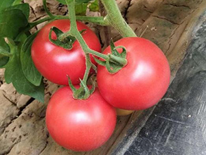 �߿�����12̖(h��o)-���ѷN��-���S�N�I(y��)