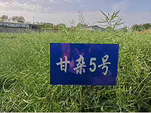 ���s5̖(h��o)-�Ͳ˷N��-���S�N�I(y��)