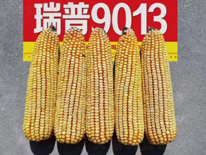 ����9013-���׷N��-���S�N�I(y��)