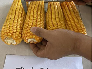 ���r(n��ng)��1̖(h��o)-���׷N��-���S�N�I(y��)